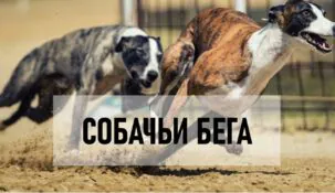 Ставки на собачьи бега
